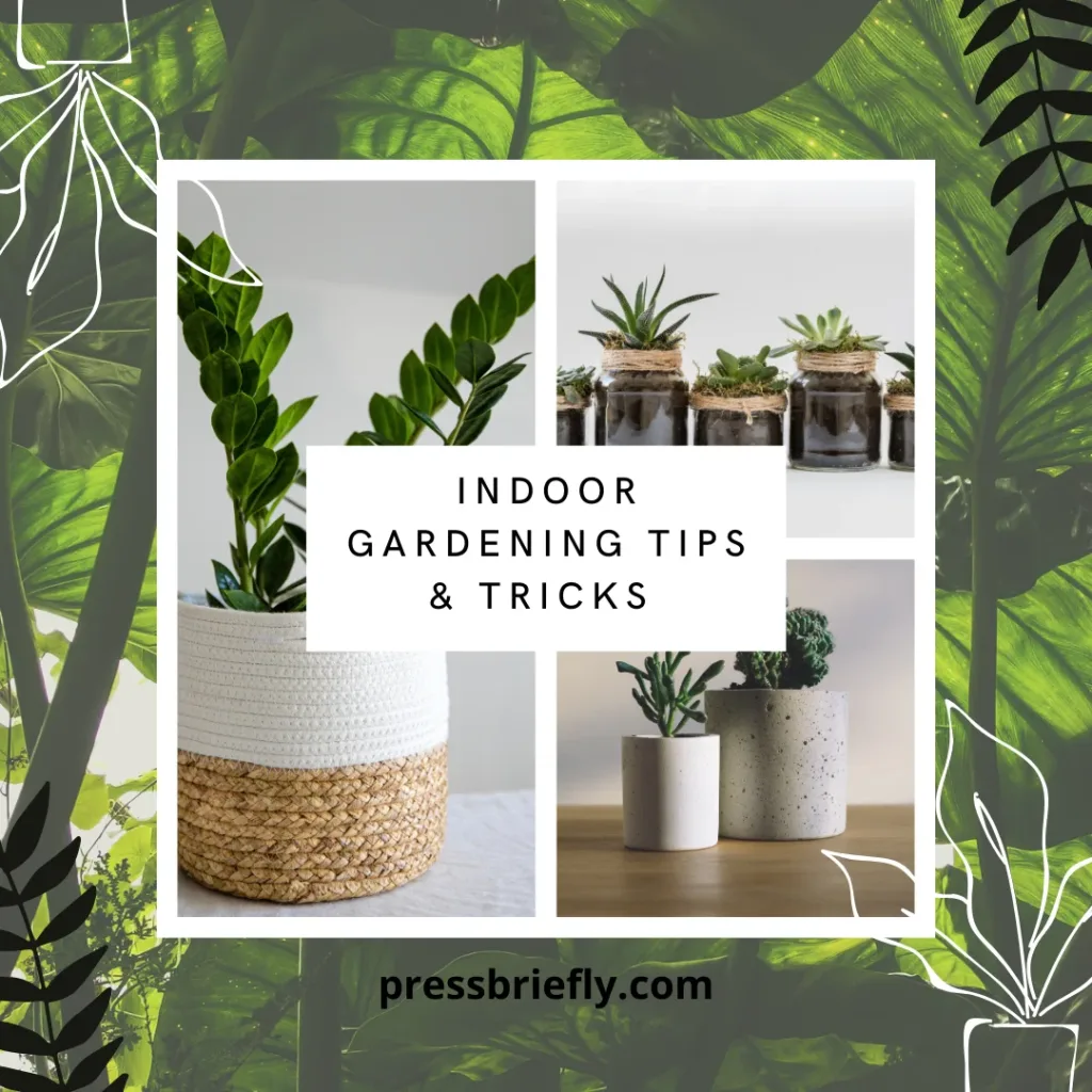 Indoor Gardening Niches