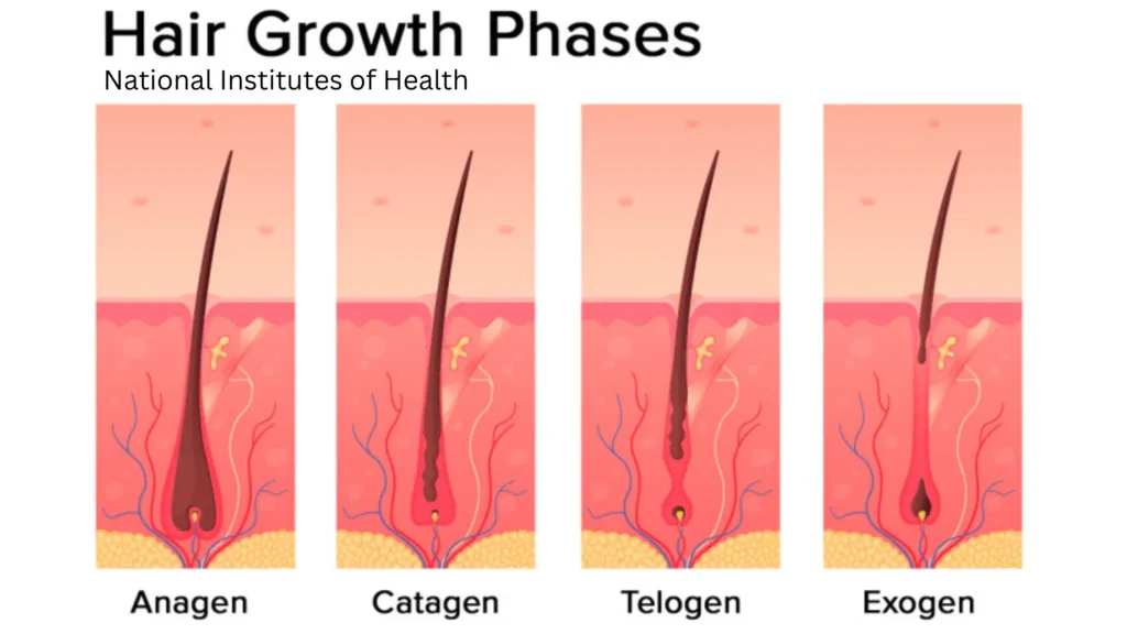 Hair growth phase