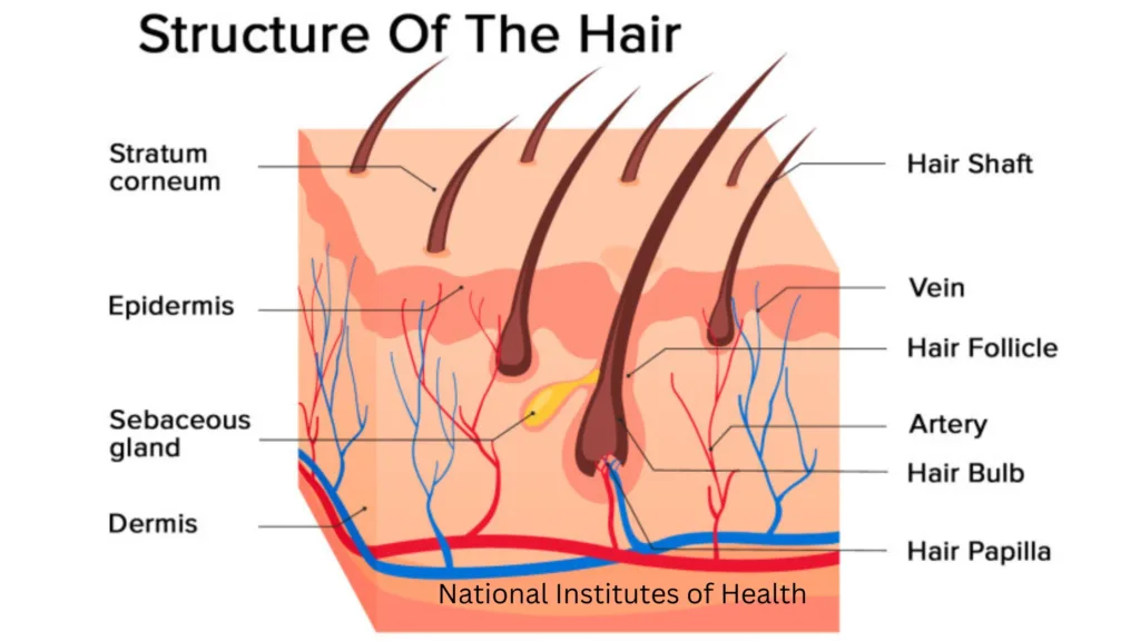 Structure of Hair